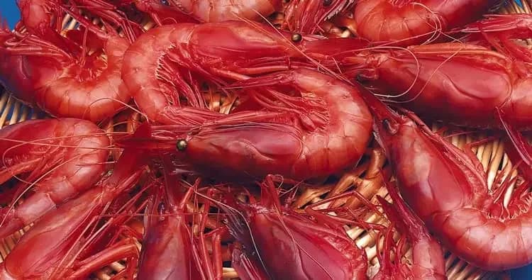 Las gambas de Palamós y su historia
