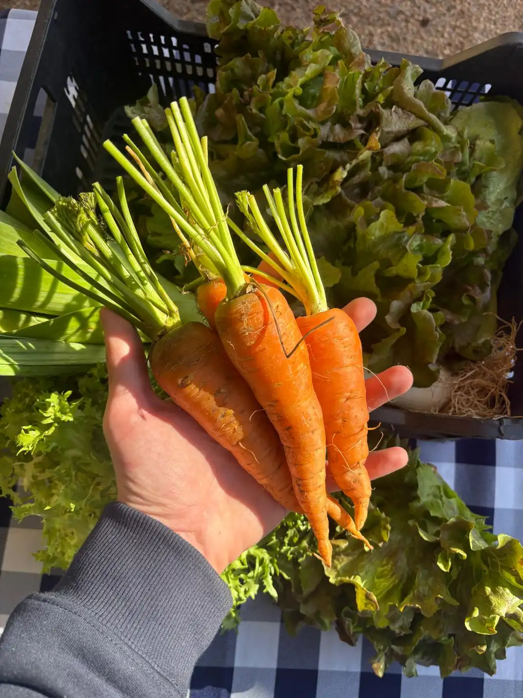 Ingredientes frescos para la Amanida de l'hort en El Pati de Vilabertran, restaurante con terraza al aire libre cerca de Figueres.