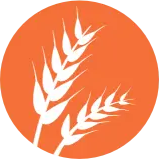 Cereals with gluten